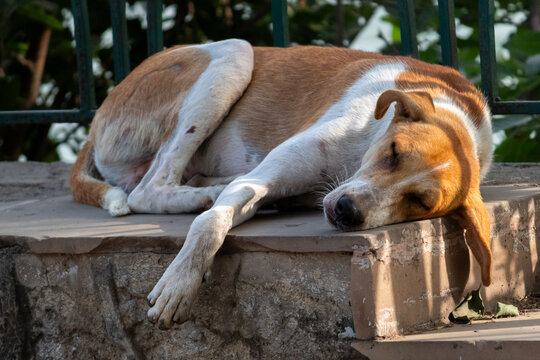 Stray Dog Sleeping Peacefully on Stone Ledge in Sunlight. Tan and White Homeless Dog Napping on Stone Platform