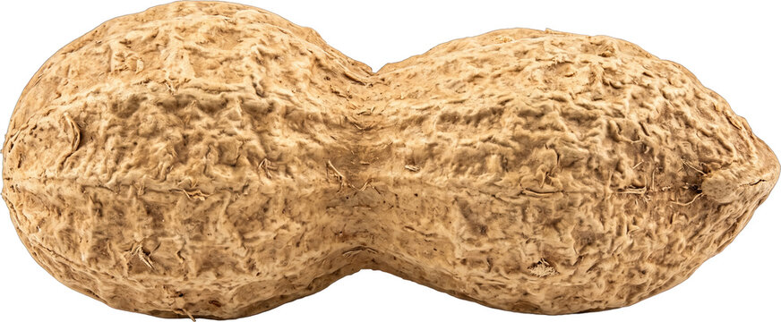 Whole peanut in shell cut out on transparent background