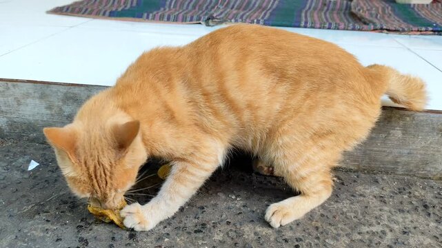 An orange cat is enthusiastically devouring a piece of chicken it found.
