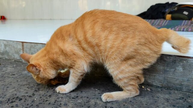 An orange cat is enthusiastically devouring a piece of chicken it found.