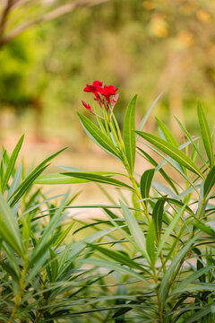 Red oleander flower in a garden. Nerium oleander shrub blooming in natural sunlight.