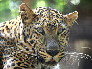 Close up portrait of a leopard in the wild. Panthera pardus © wisannumkarng