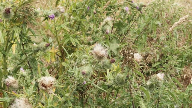 Fluffy white thistle flower macro close up stock footage