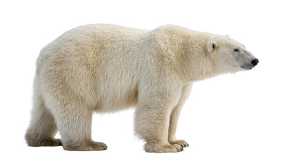 Majestic polar bear with thick white fur, isolated on transparent background © Denis