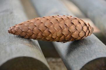 Closeup one brown pine cone (Pinus picea) resting on a wooden surface. Nature, conifer trees , cones, natural environment . © Mariana