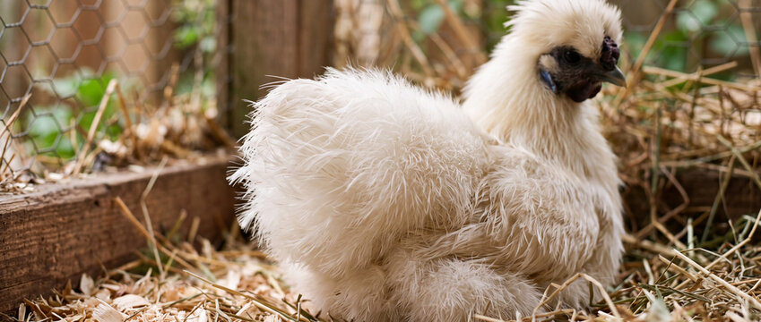 Fluffy white silkie chicken in a rustic coop on straw bedding at a small farm