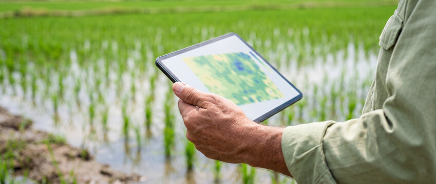 Farmer using tablet to monitor rice field with precision agriculture data and crop mapping