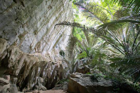 Limestone cliff and prehistoric palm forest in Hup Pa Tat,Majestic limestone cliff wall with stalactites and ancient Arenga westerhoutii palm trees in Hup Pa Tat, Uthai Thani, Thailand.