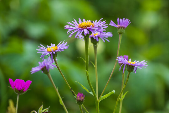 Aster alpinus (Alpine Aster)