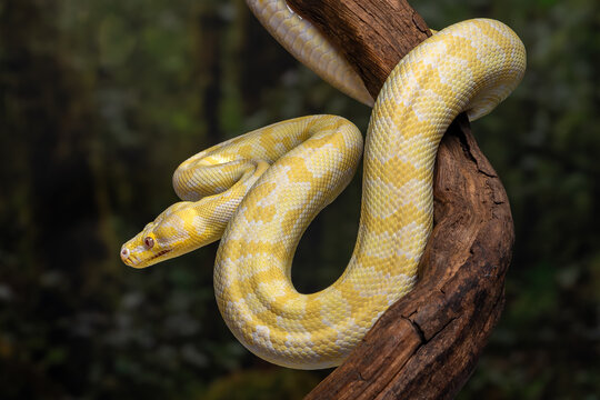 The albino Darwin carpet python (Morelia spilota variegata) is a striking morph of the Australian carpet python. It is famous for its  brilliant color pattern of vivid yellow, orange, and white..