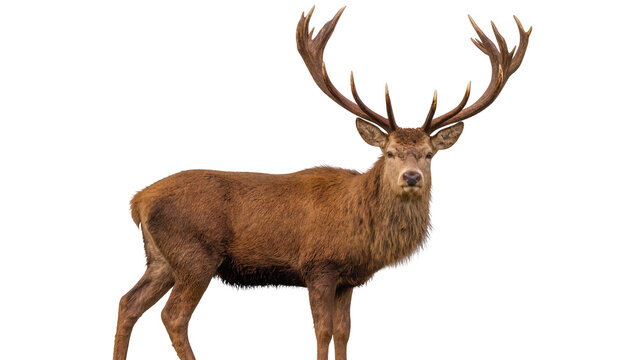 Majestic red deer stag with large antlers, isolated on transparent background