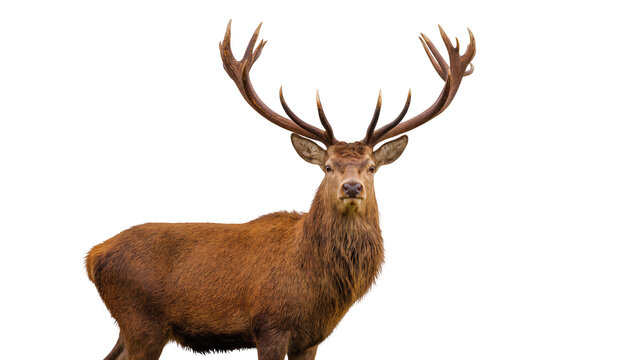 Majestic stag with large antlers brown fur, isolated on transparent background