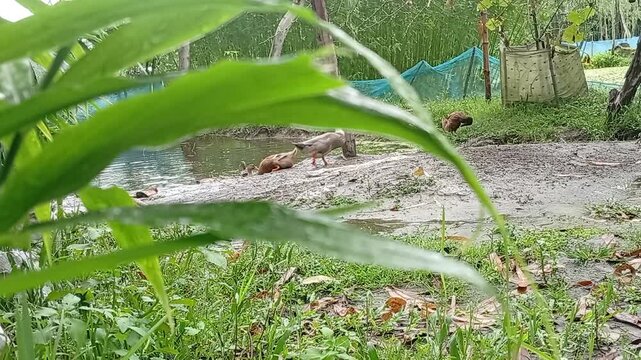 Ducks playing in farmyard mud viewed through green leaves foreground, creative nature framing of rural poultry life