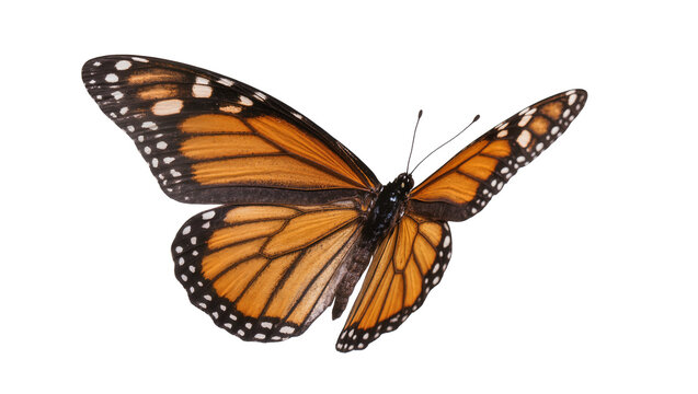 Orange monarch butterfly with black veins and white spots, isolated on transparent background
