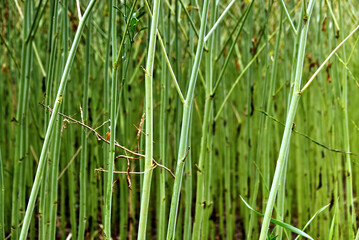 Obraz premium Green plant stems forming an abstract vertical pattern, showing growth and nature's texture in a field