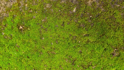 Fresh Green Moss Texture Background, Natural Ground Cover from Above. Green moss growing on concrete stone surface with colorful fallen leaves © phengsstst