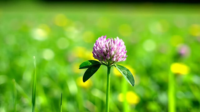 Single pink clover flower in a green meadow.