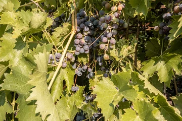 Trauben rebe im Garten von der Sonne verwöhnt © Mr.Stock