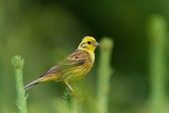A male Yellowhammer sits on top of a spruce tree. Emberiza citrinella. Song bird in the nature habitat.