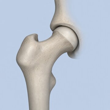 Human hip joint anatomy showing femoral head and acetabulum bone structure