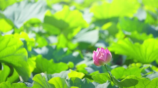 池に咲く蓮の花　夏イメージ