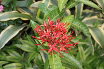 Fototapeta premium Vibrant red Ixora flower cluster with green foliage background during daylight