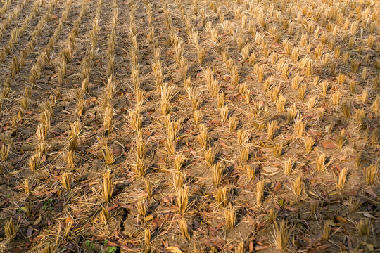Harvested paddy field texture with neat golden rice stubble and dry ground, showcasing rural agriculture background.