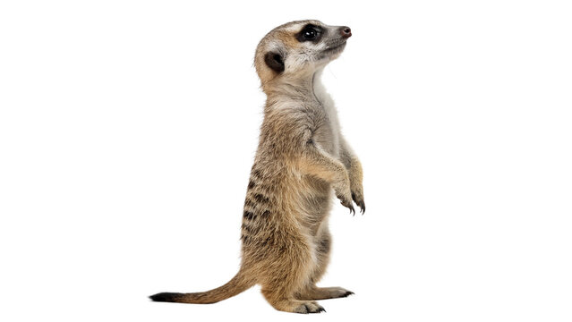 Wild brown meerkat suricate standing alert looking away fauna animal isolated on transparent background
