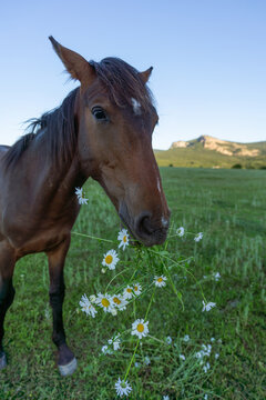 Brown horse eating fresh white daisies in a sunlit mountain meadow during a peaceful summer afternoon