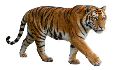 Majestic tiger with orange and black stripes walking, isolated on transparent background © Alexa