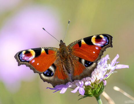 Schmetterling