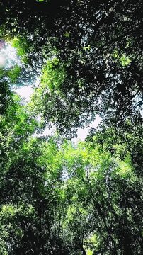 Asian Cuckoo Asian Koel Bird Singing Call Sound in Dense Green Canopy Canopy Forest, Bird Singing Chirping Sounds
