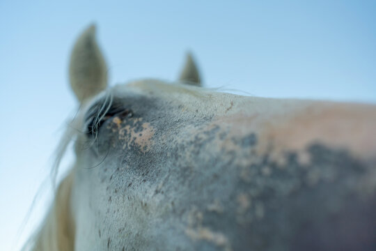 Horse eye macro shot capturing the detailed texture of a white equine face against a clear blue sky background