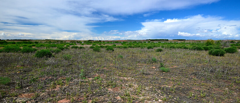 Steppen-Landschaft im Vogelschutzgebiet "Lagunar Alcazar de San Juan" - Spanien 
