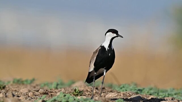 A Spur-winged Lapwing (Vanellus spinosus) resting peacefully in the natural wetland habitat of the Tigris Valley. A high-quality wildlife video highlighting bird behavior and environmental conservatio