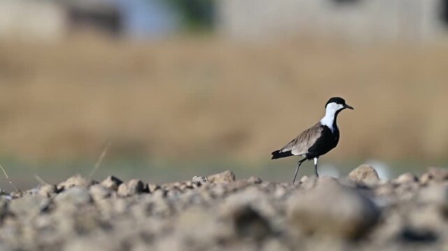 A Spur-winged Lapwing (Vanellus spinosus) resting peacefully in the natural wetland habitat of the Tigris Valley. A high-quality wildlife video highlighting bird behavior and environmental conservatio