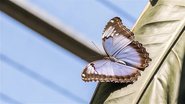 beautiful blue silk morpho butterfly opening wings on a daisy flower when without color effect.
