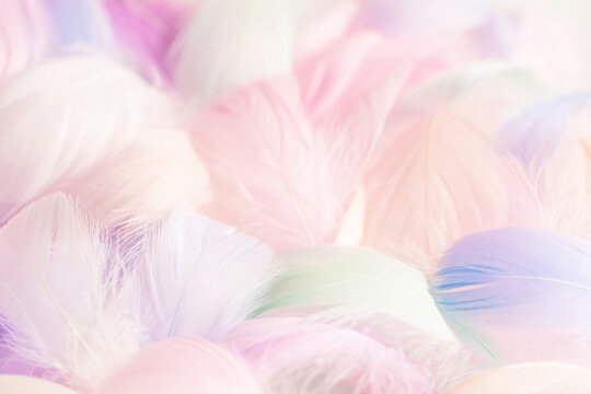 soft texture of light pink feathers, pastel color scheme of airy background