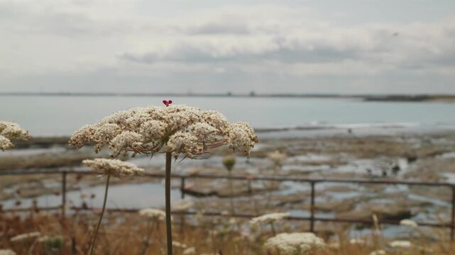 Hogweed flower foreground and seaside coastal background scene stock footage
