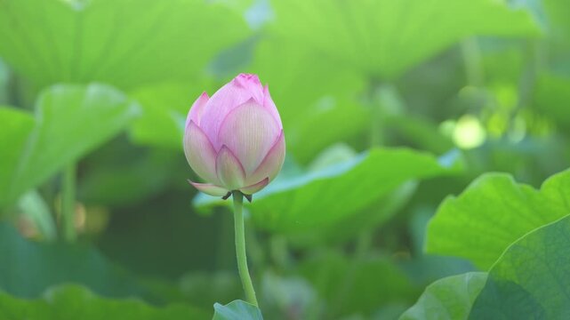 池に咲く蓮の花　夏イメージ