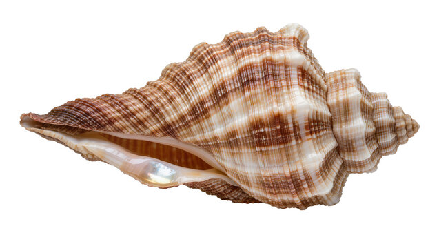 Detailed brown and white striped conch seashell, isolated on transparent background