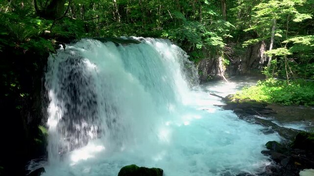 奥入瀬渓流の新緑　銚子大滝