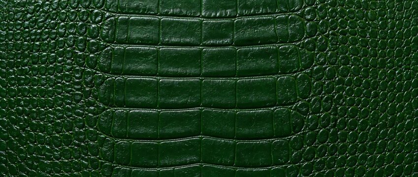 Close up of dark green crocodile leather texture