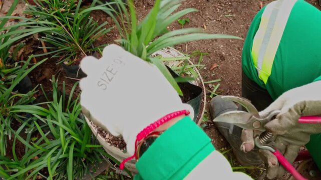 Close up of gloved gardener pruning an ornamental plant with hand pruners during routine maintenance, promoting healthy growth in an outdoor nursery