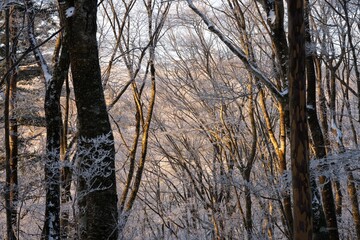 Fototapeta premium 美し樹氷の森
