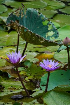 Two vibrant purple water lilies bloom in a lush pond with large green lily pads