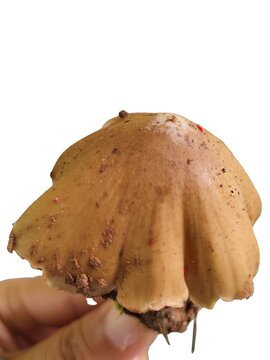 Forest's Hidden Gem: A freshly harvested Termitomyces mushroom held gently, highlighting the rustic brown cap and beautiful organic geometry of wild fungi.