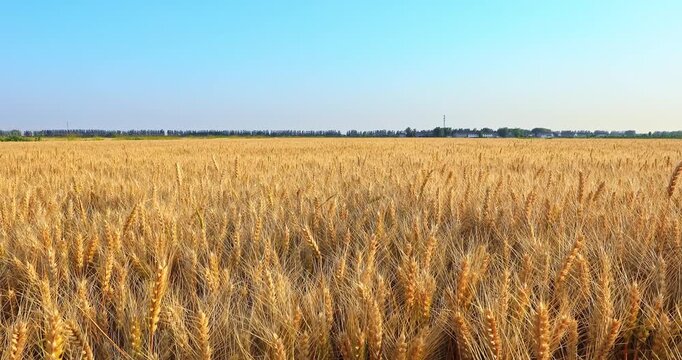 Vast golden wheat field ready for harvest representing the agriculture industry and food production