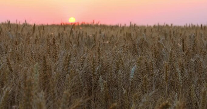 Sunset over a fertile wheat field during golden hour with ripe cereal crops in summer