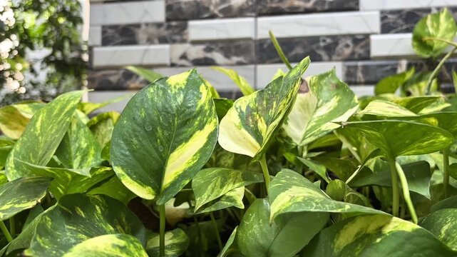 Golden pothos (Epipremnum aureum) leaves gently moving in the breeze with a modern tiled wall in the background